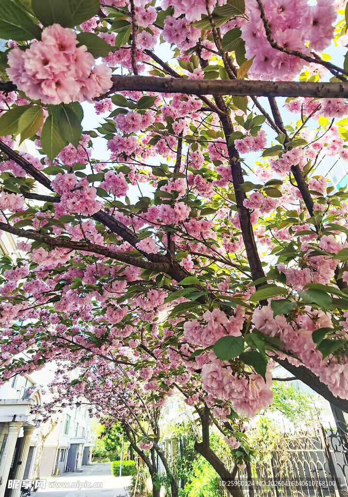 烂漫樱花树