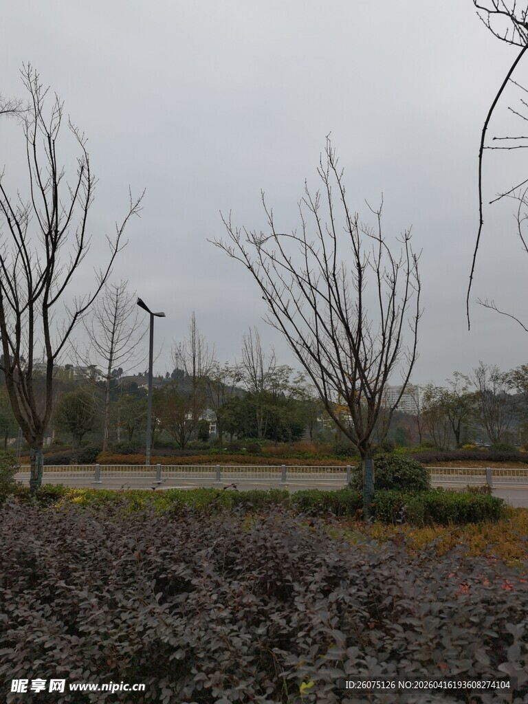 冬日萧瑟园林景观