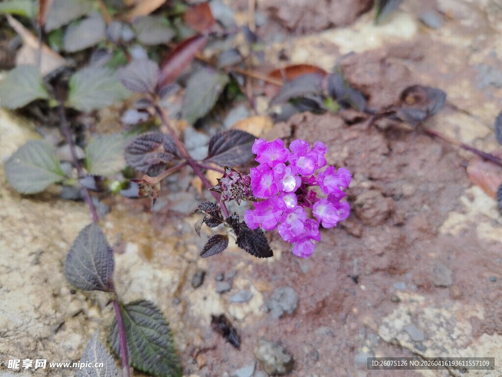 岩石间绽放的紫色小花