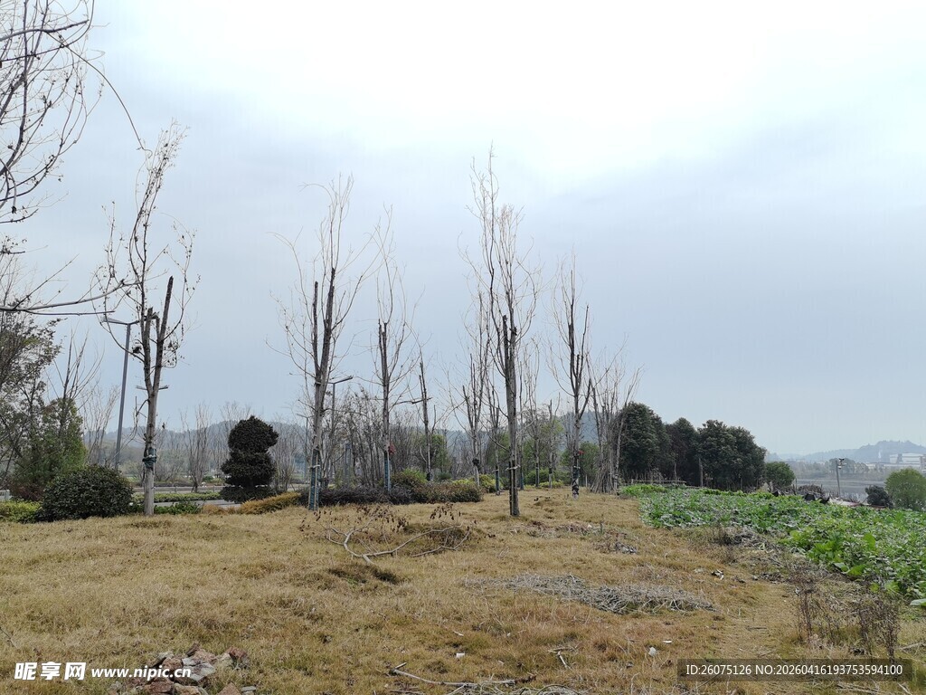 空旷荒地与稀疏树木景观