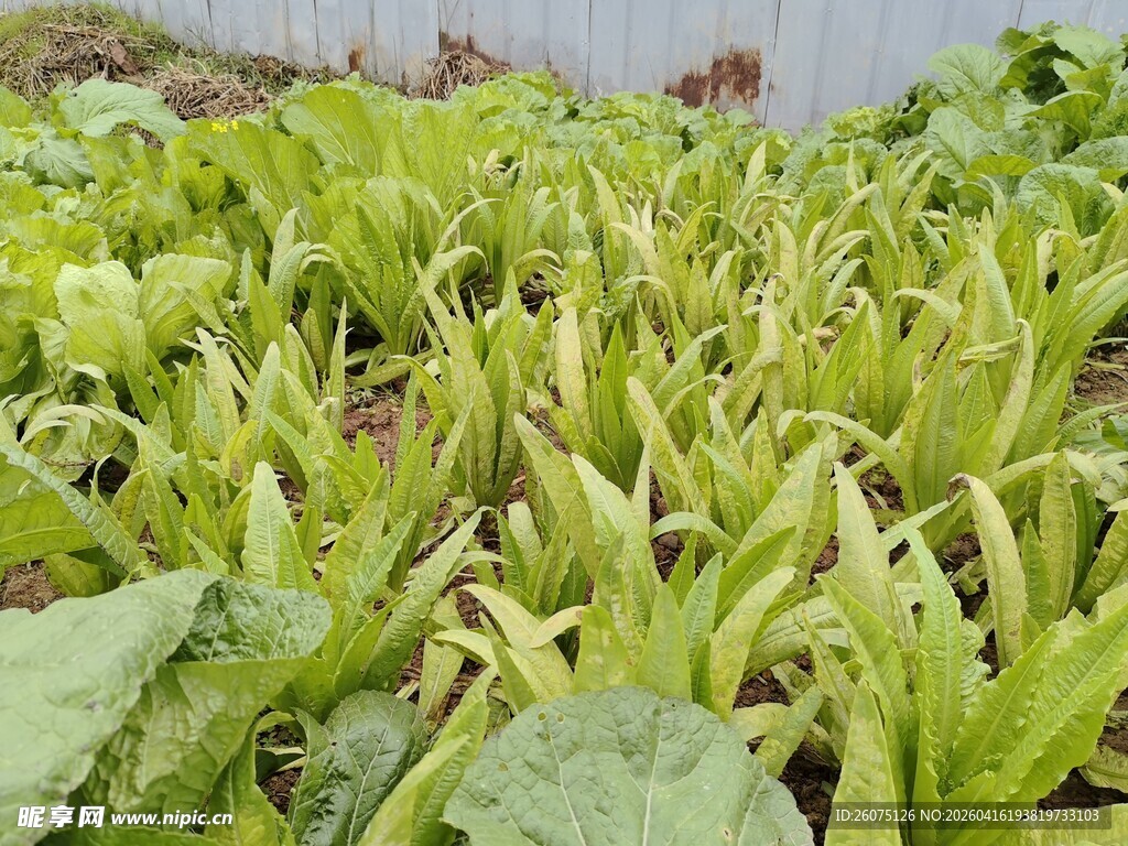 鲜嫩生菜种植场景