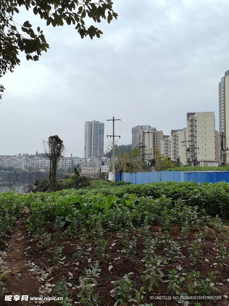城市绿植与高楼景观