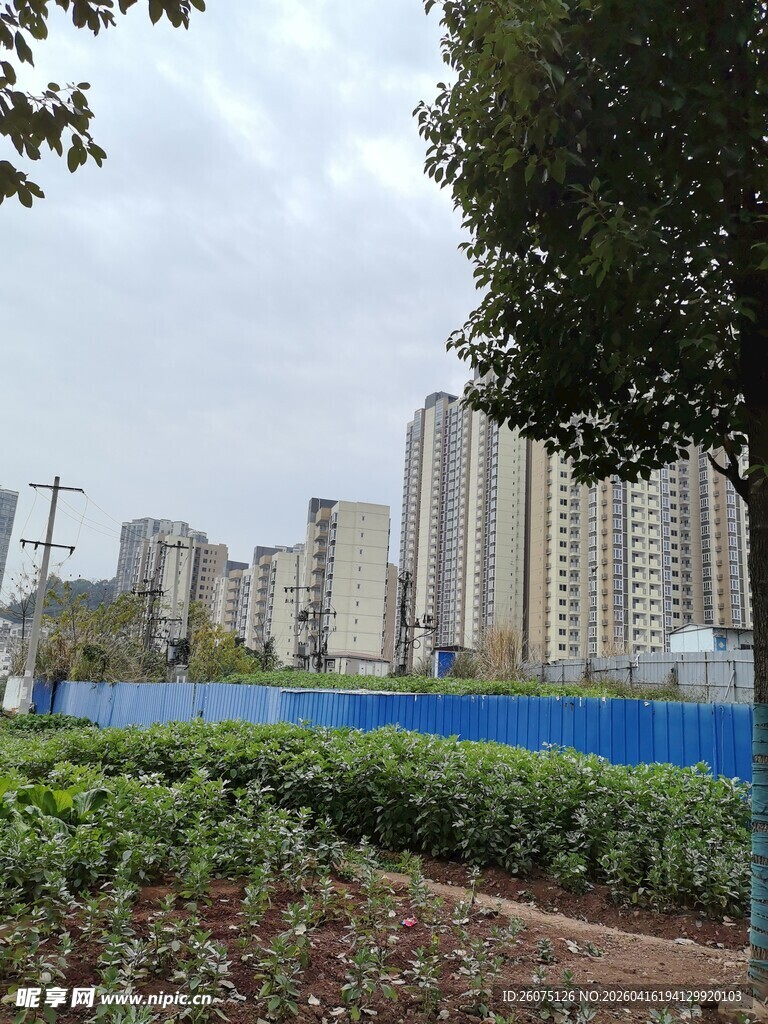 城市绿植旁的高楼建筑群