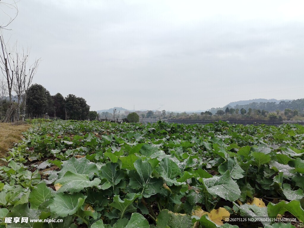 田野中的繁茂绿色蔬菜