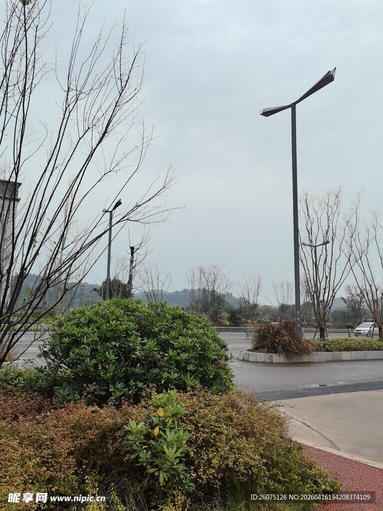 城市道路旁的绿植与路灯