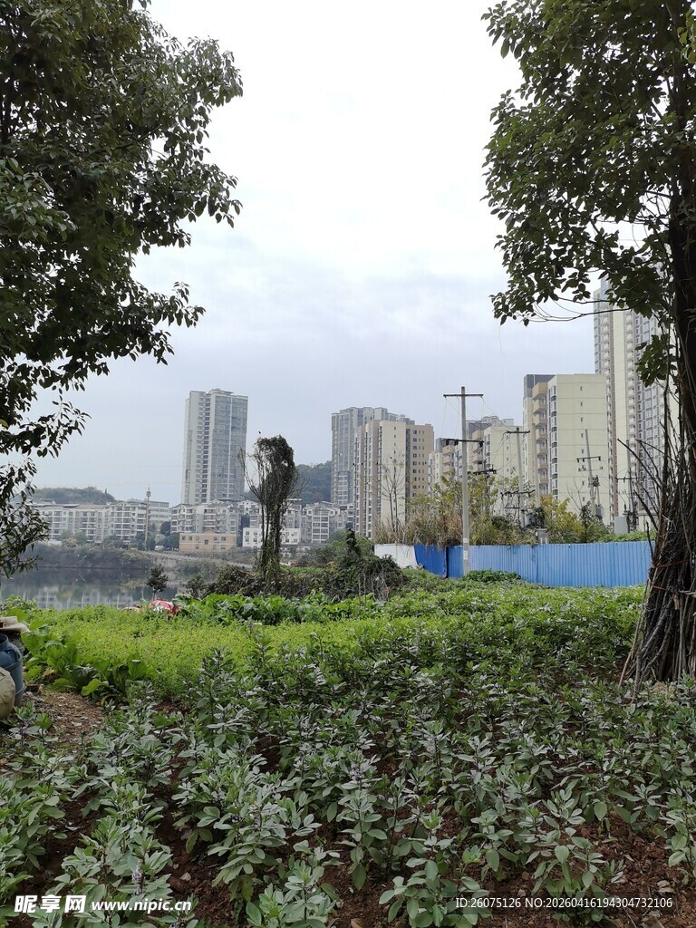 城市中的绿植景观