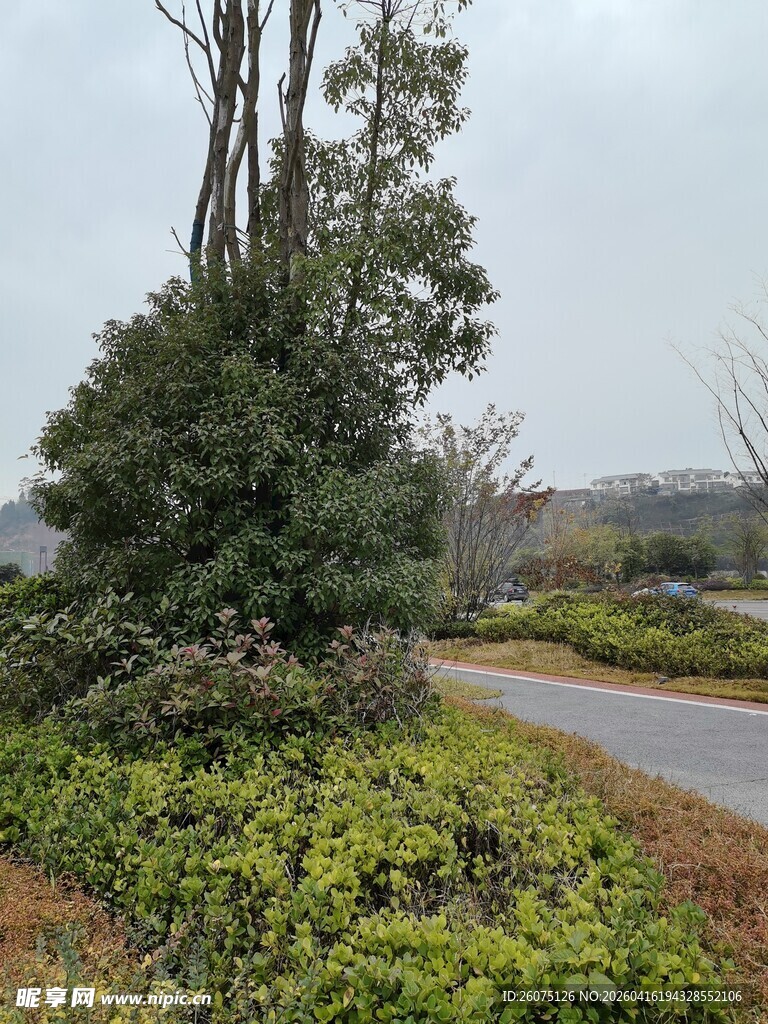 乡村路旁绿意盎然的景致