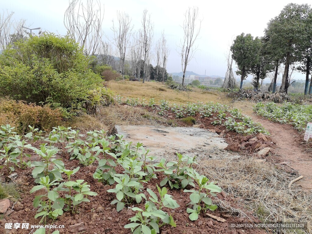 乡村田野中的植物景观