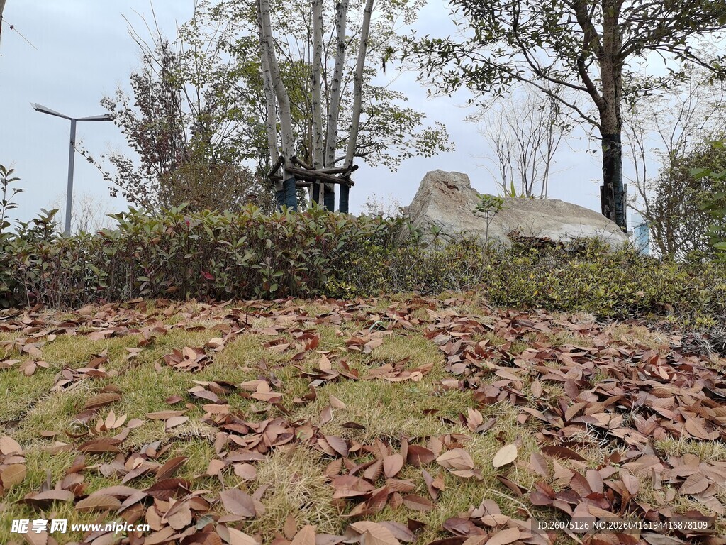 秋日落叶覆盖的静谧场景