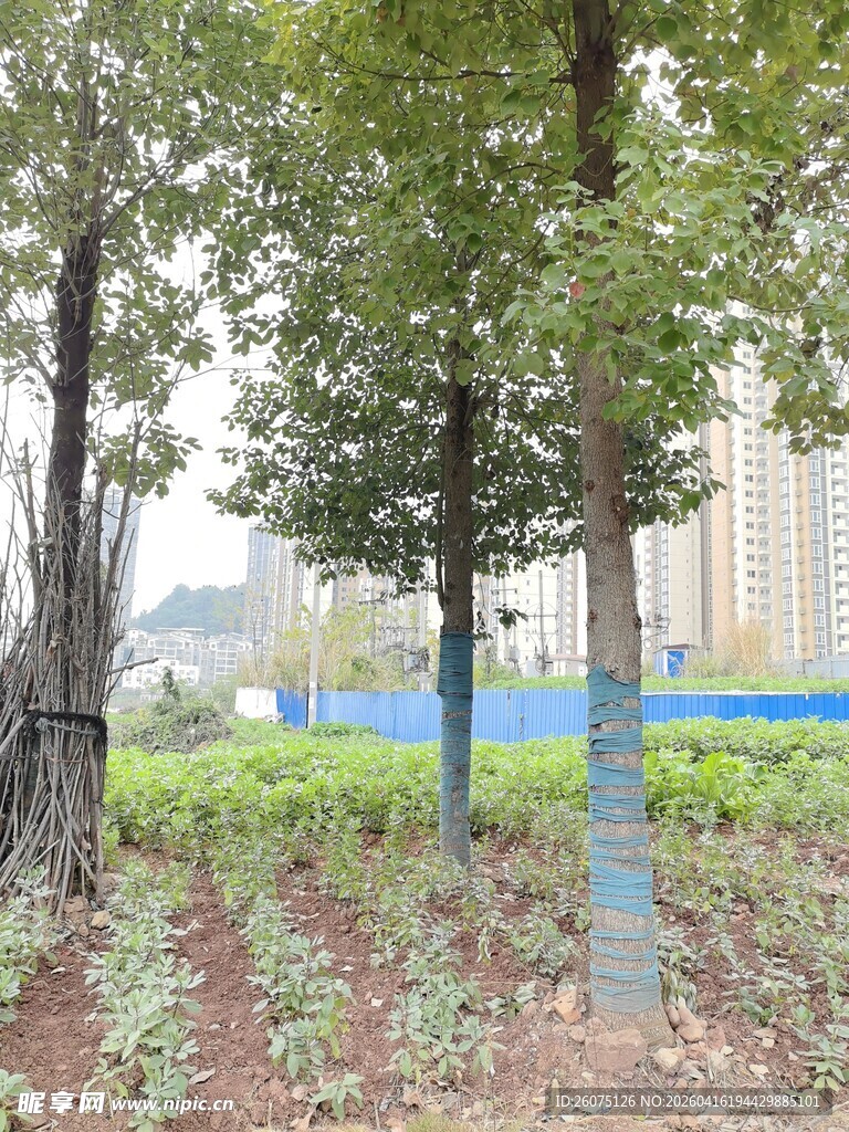 城市中茂盛的绿树与绿植