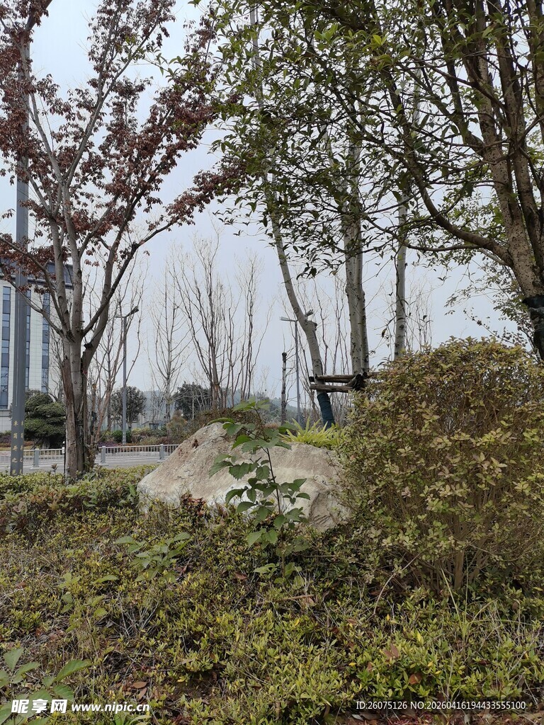 户外自然景观中的树木植被
