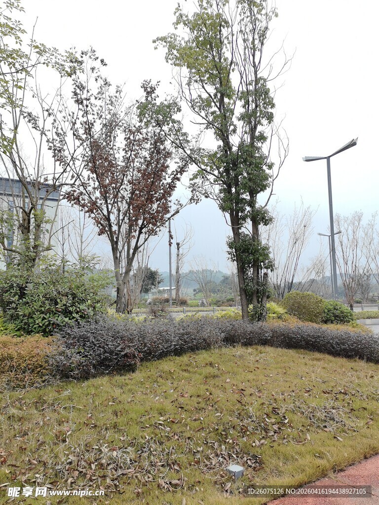 户外公园绿植景观一角