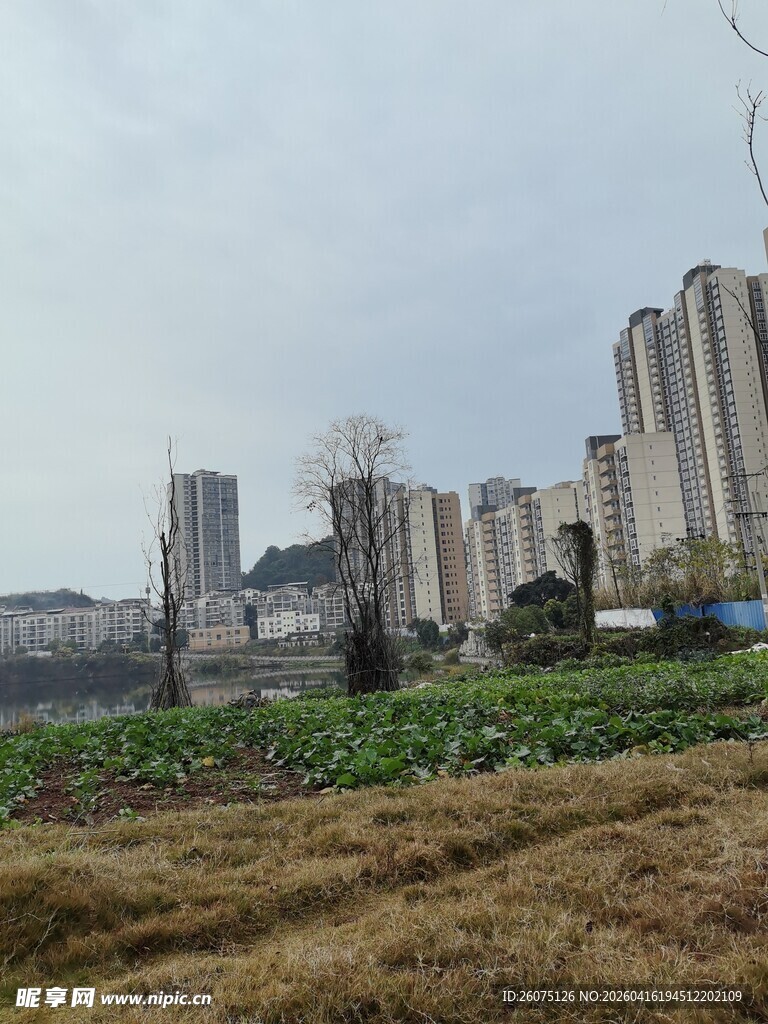 城郊农田与高楼景观
