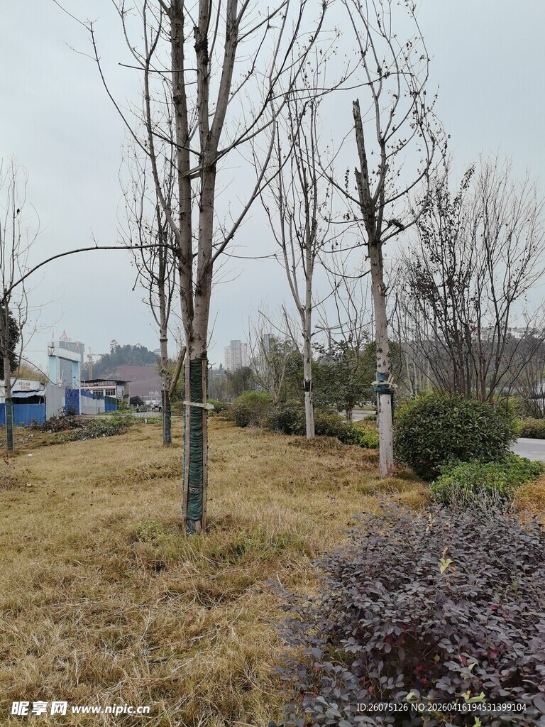冬日公园枯树景观