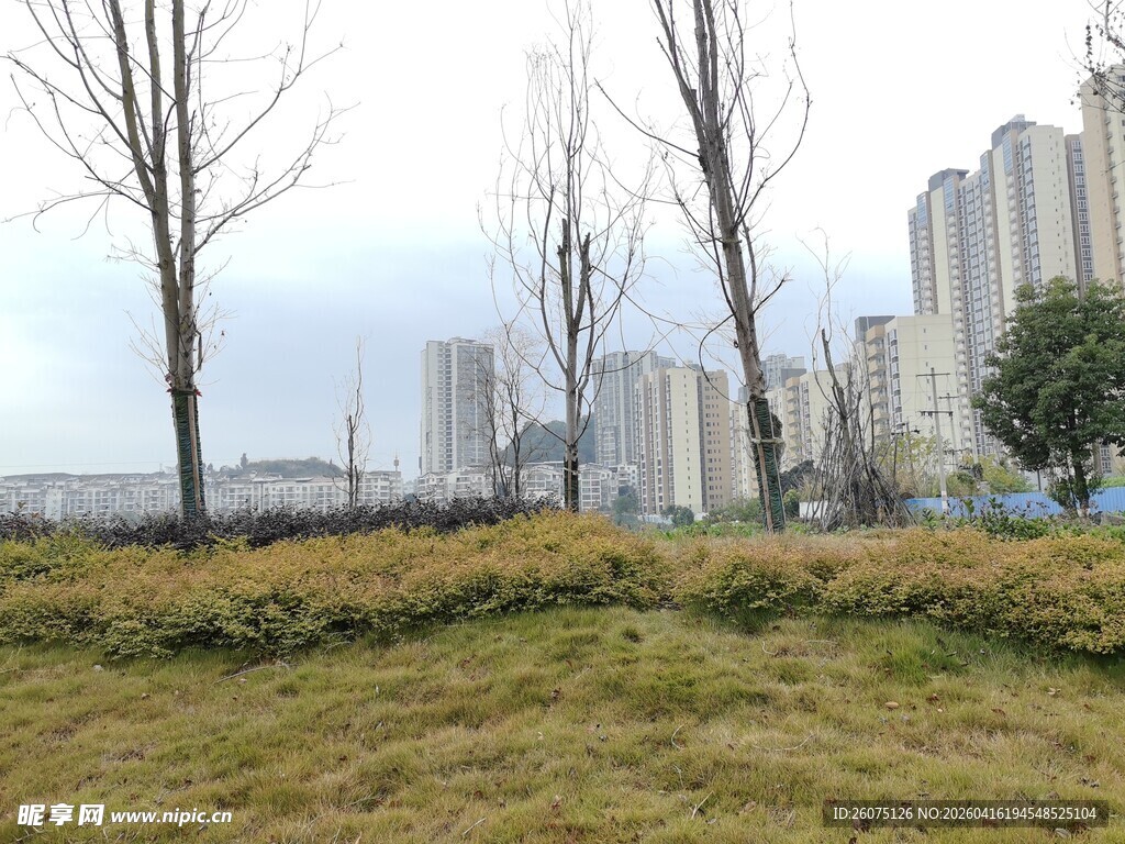 城郊草地与远处高楼景观