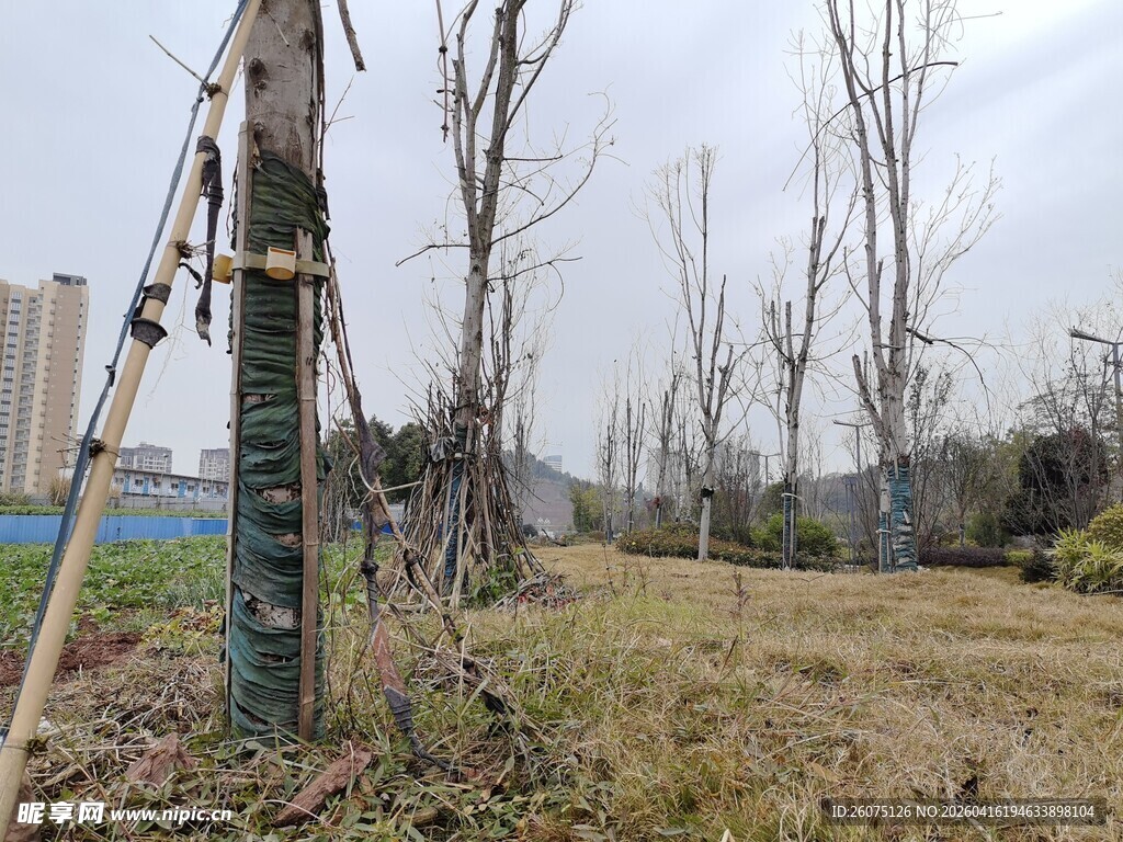 郊外光秃树木与开阔草地