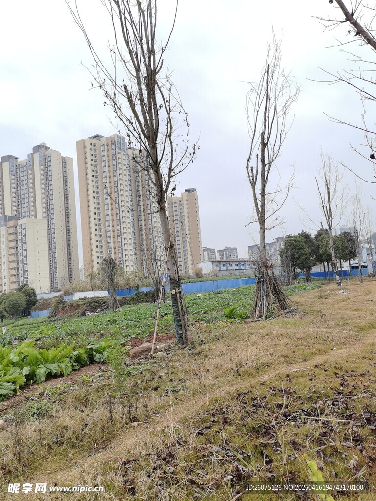 城郊田野与远处高楼景象