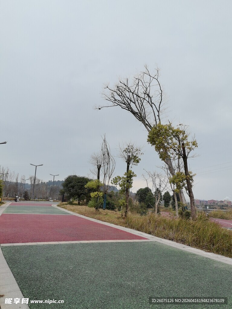 户外多彩道路与树木景观