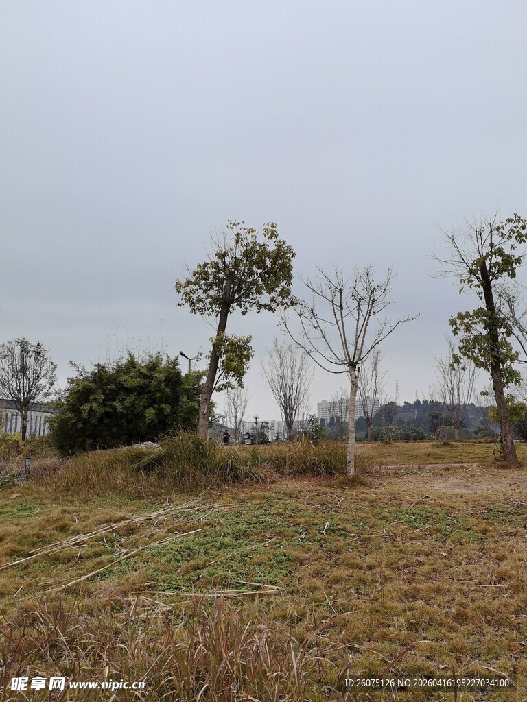 冬日旷野树木景象