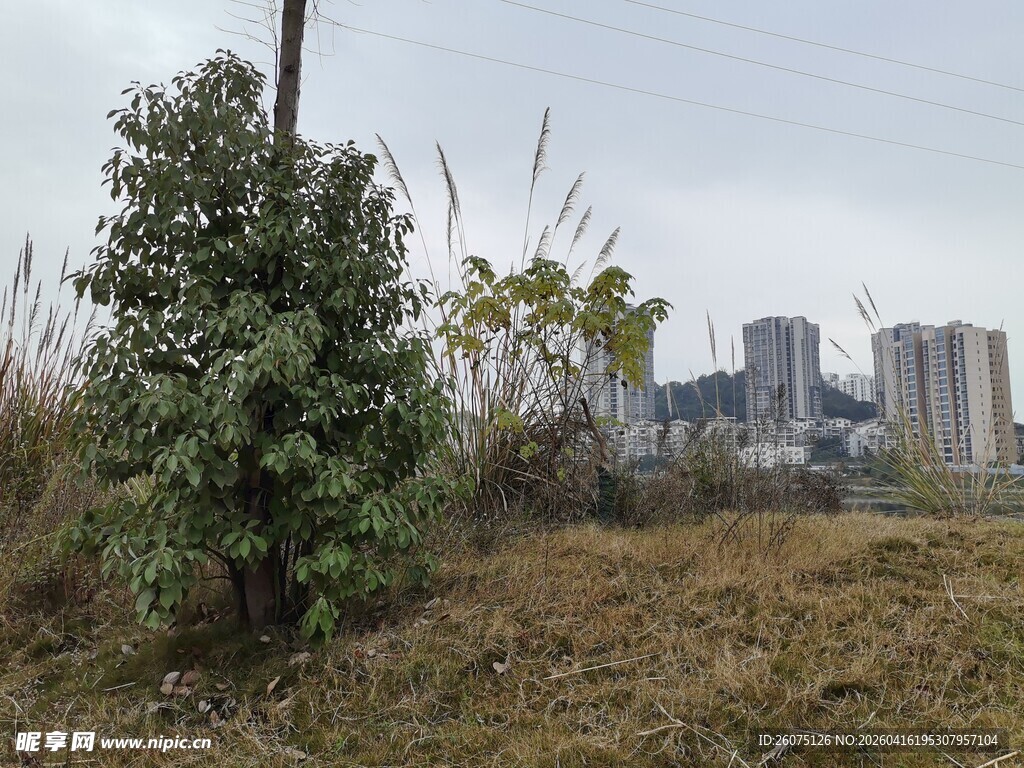 城郊荒野小树与远处建筑