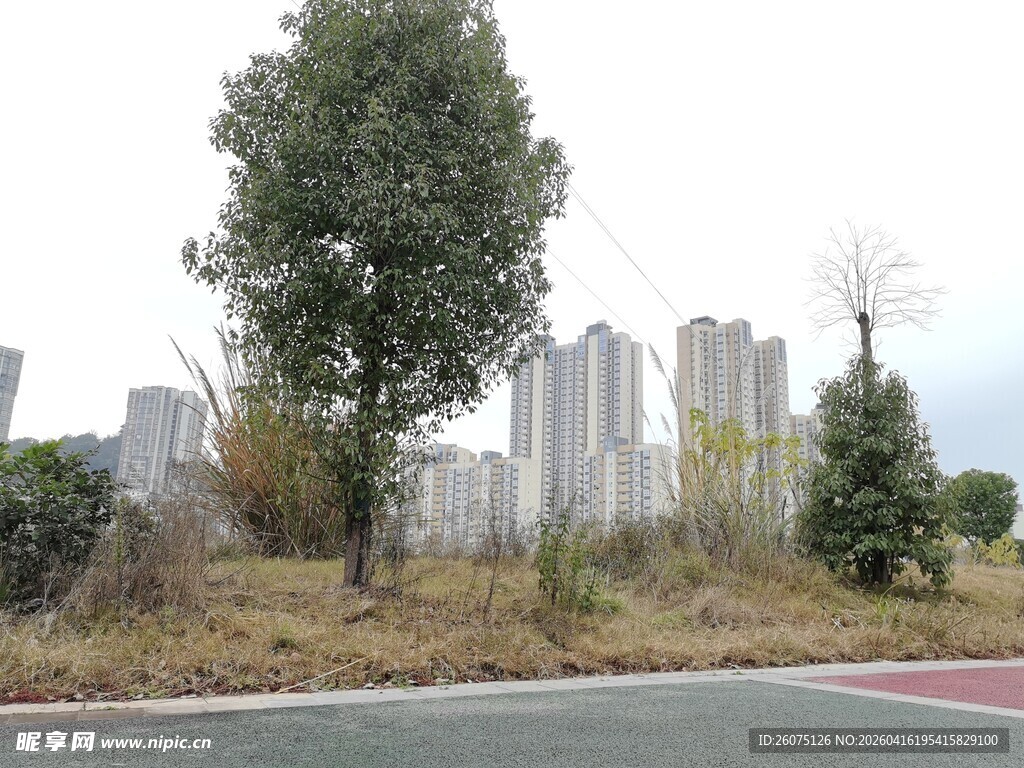 城市路边绿植与高楼景观