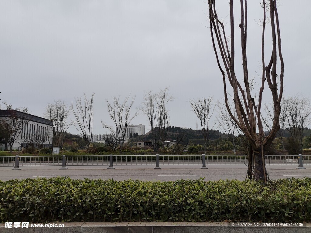 冬日城市景观中的绿植与树枝