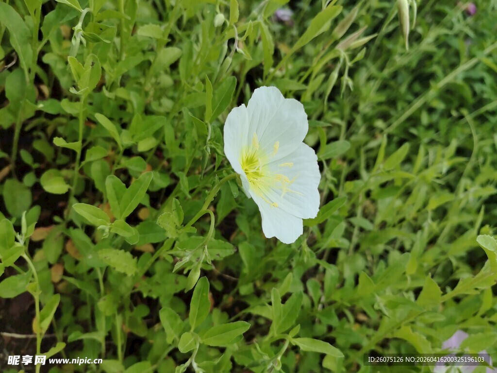 白色小花绽放于绿叶间