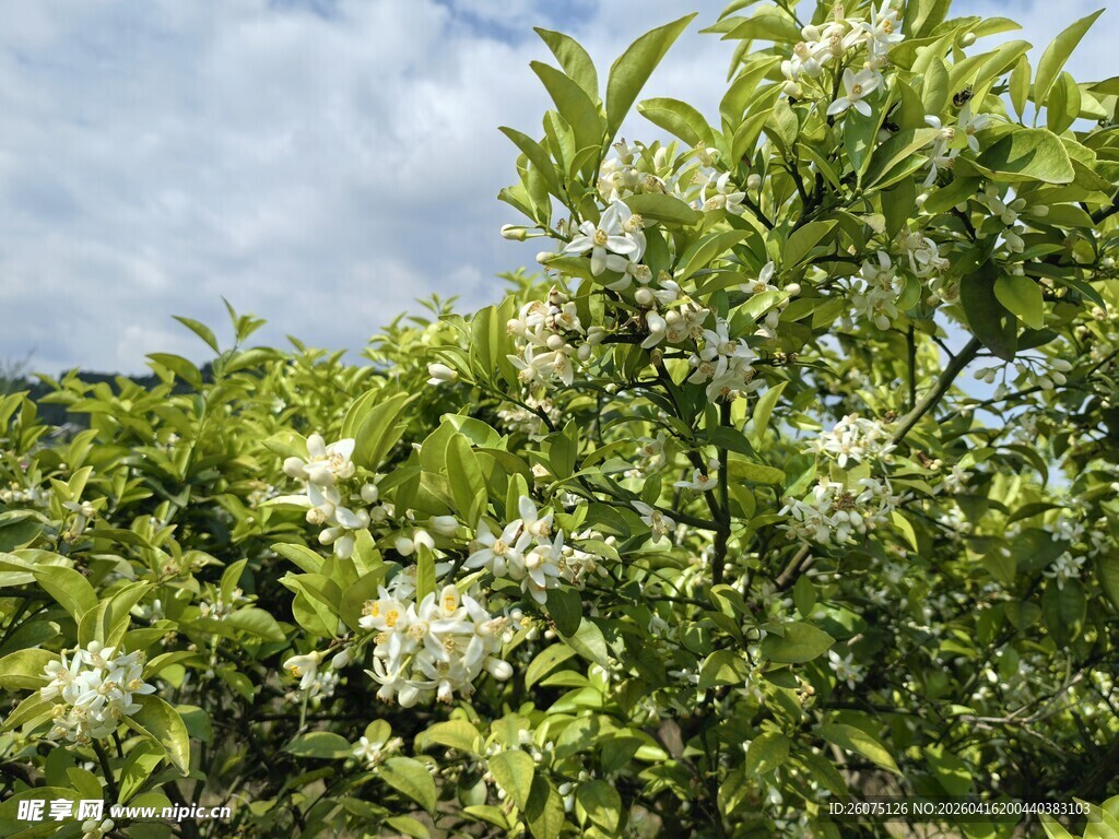 繁茂绿植间的白色小花