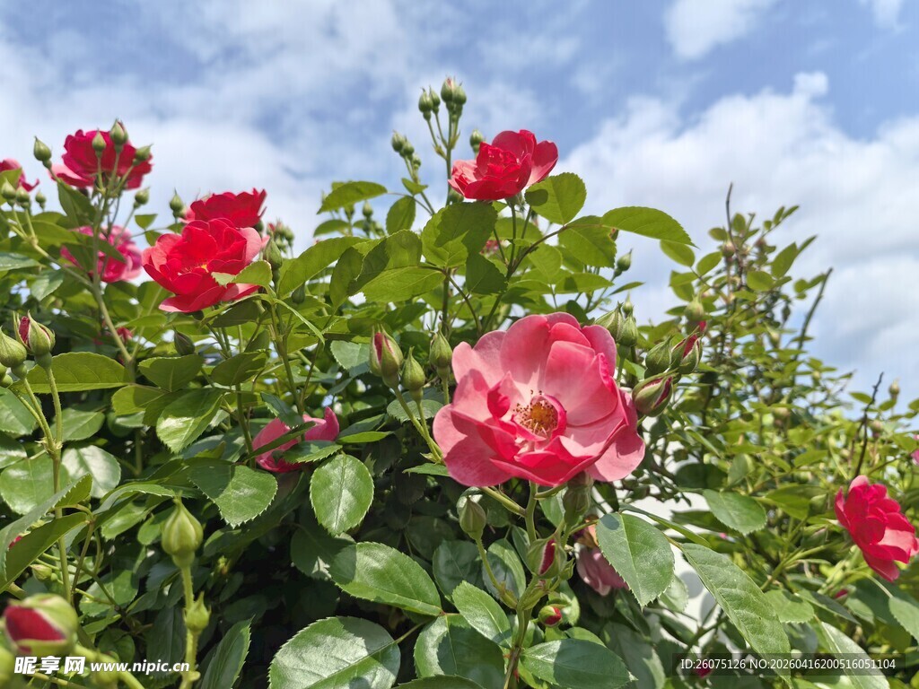 娇艳盛开的红色月季花