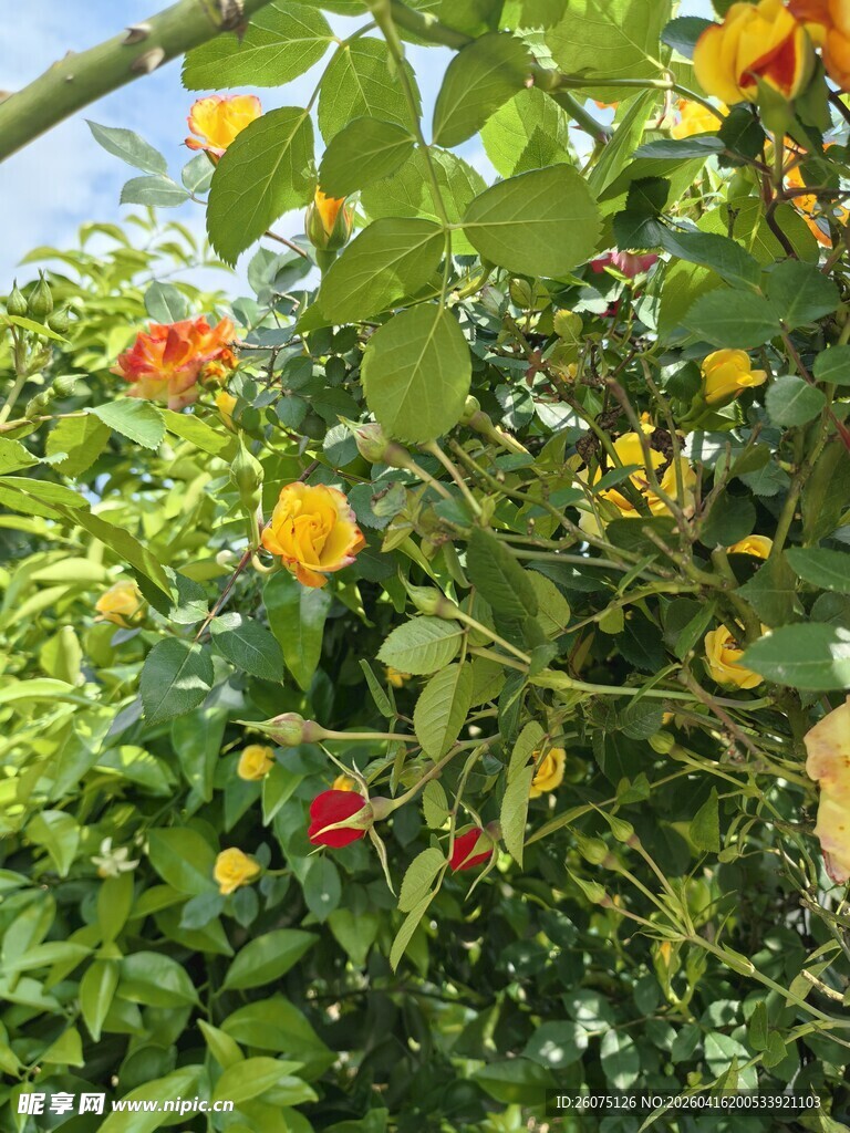 多彩花卉绿植繁茂景象