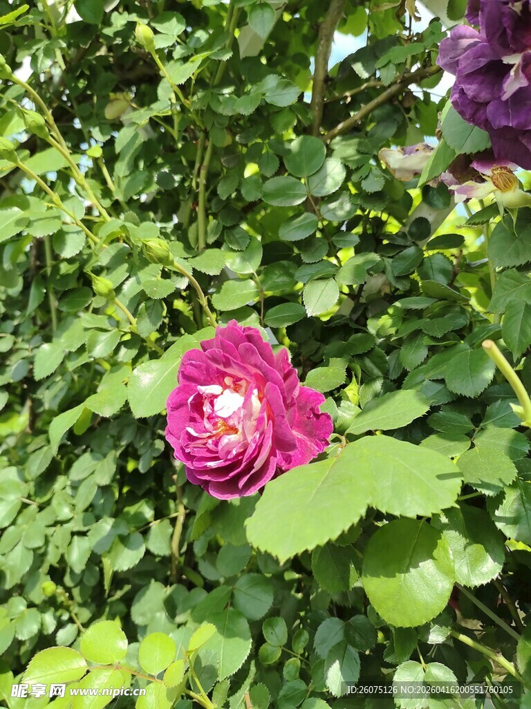 娇艳玫红花朵绽放绿叶间