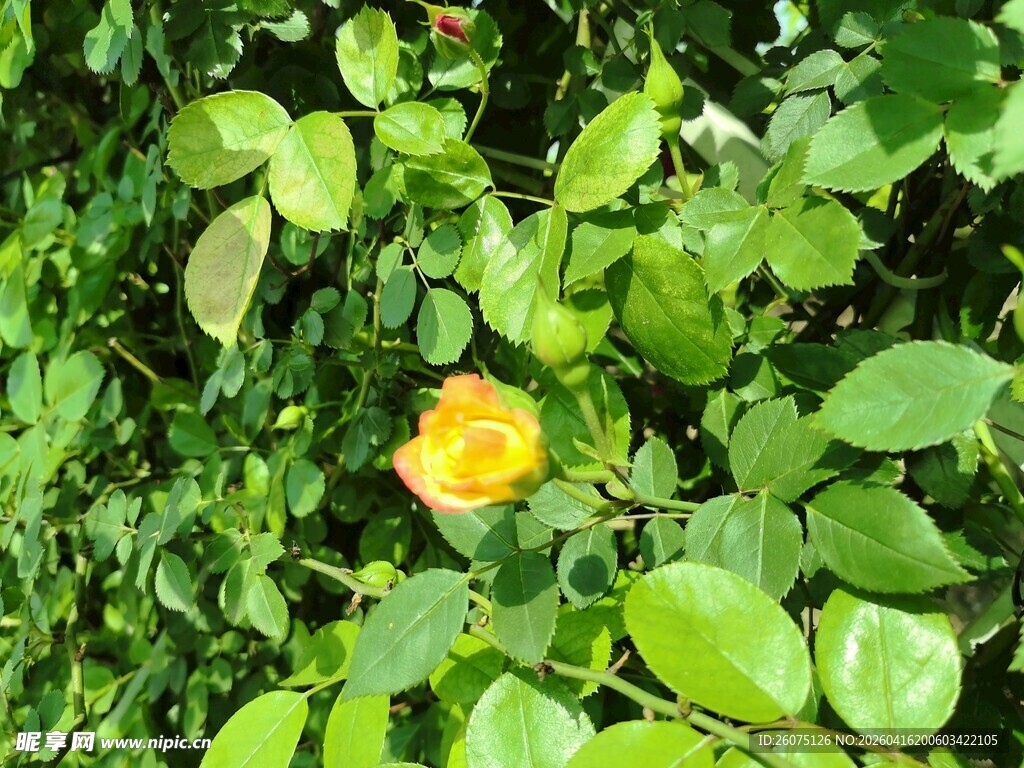 绿叶丛中一朵黄玫瑰