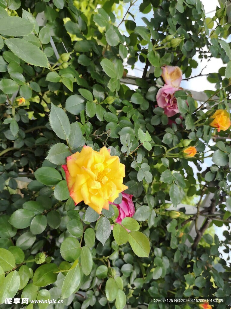 绽放的多彩月季花