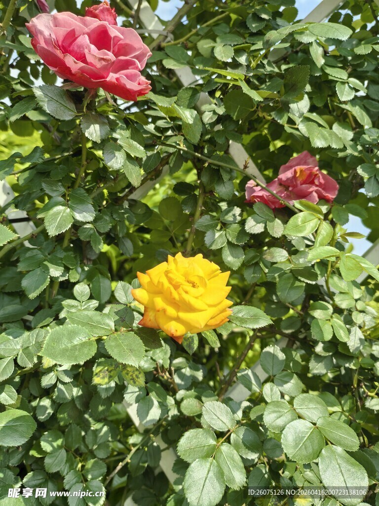 多彩娇艳的盛开月季花