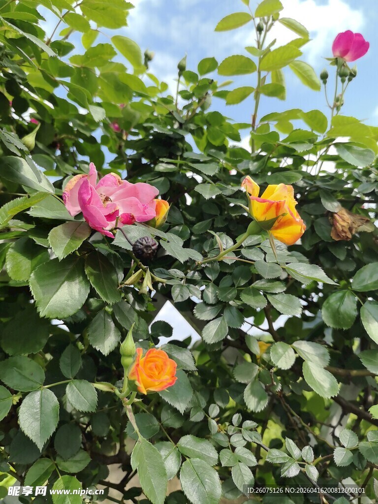 多彩花卉绽放绿叶间