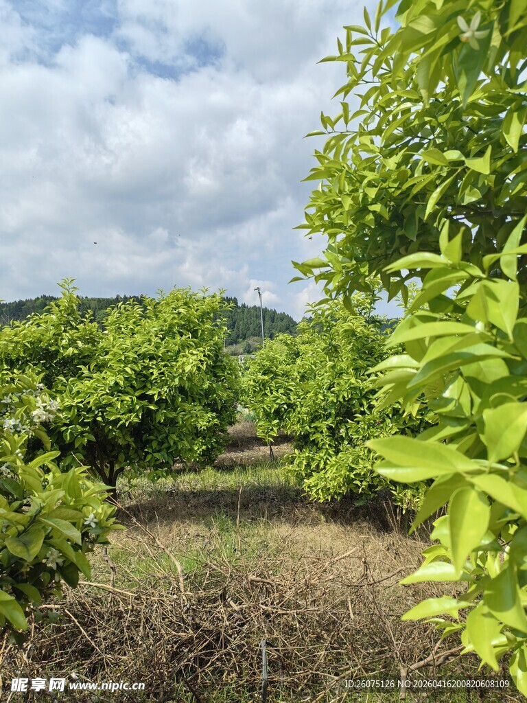 绿意盎然的果园小道