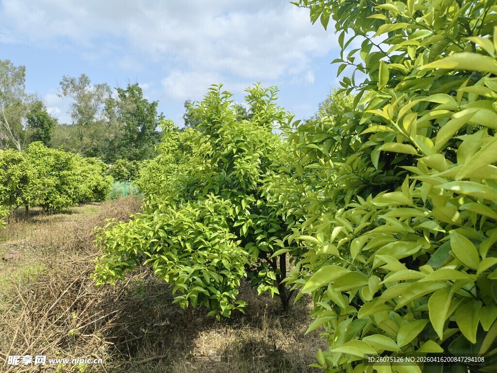 果园绿意盎然的果树景观