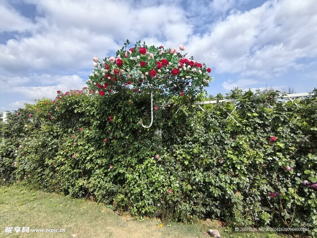 悬挂花篮装点绿植墙