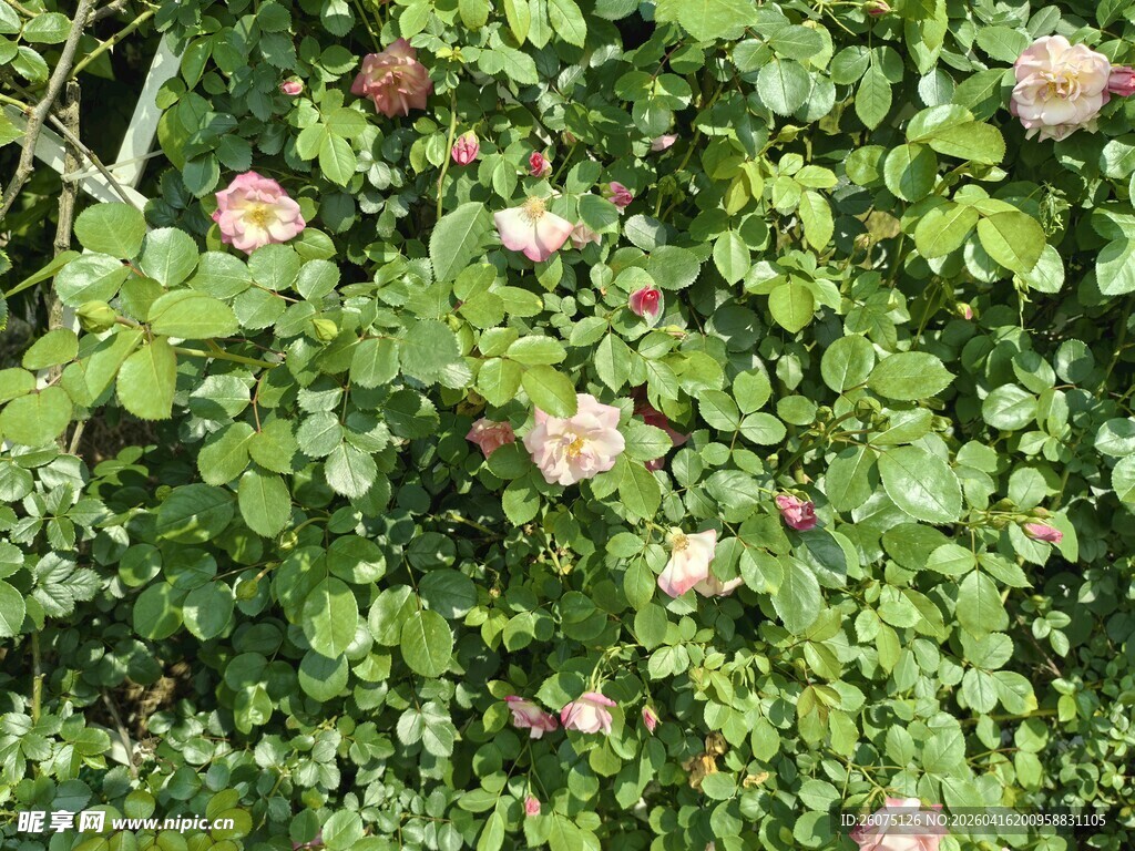 蔷薇花丛中的粉色花朵