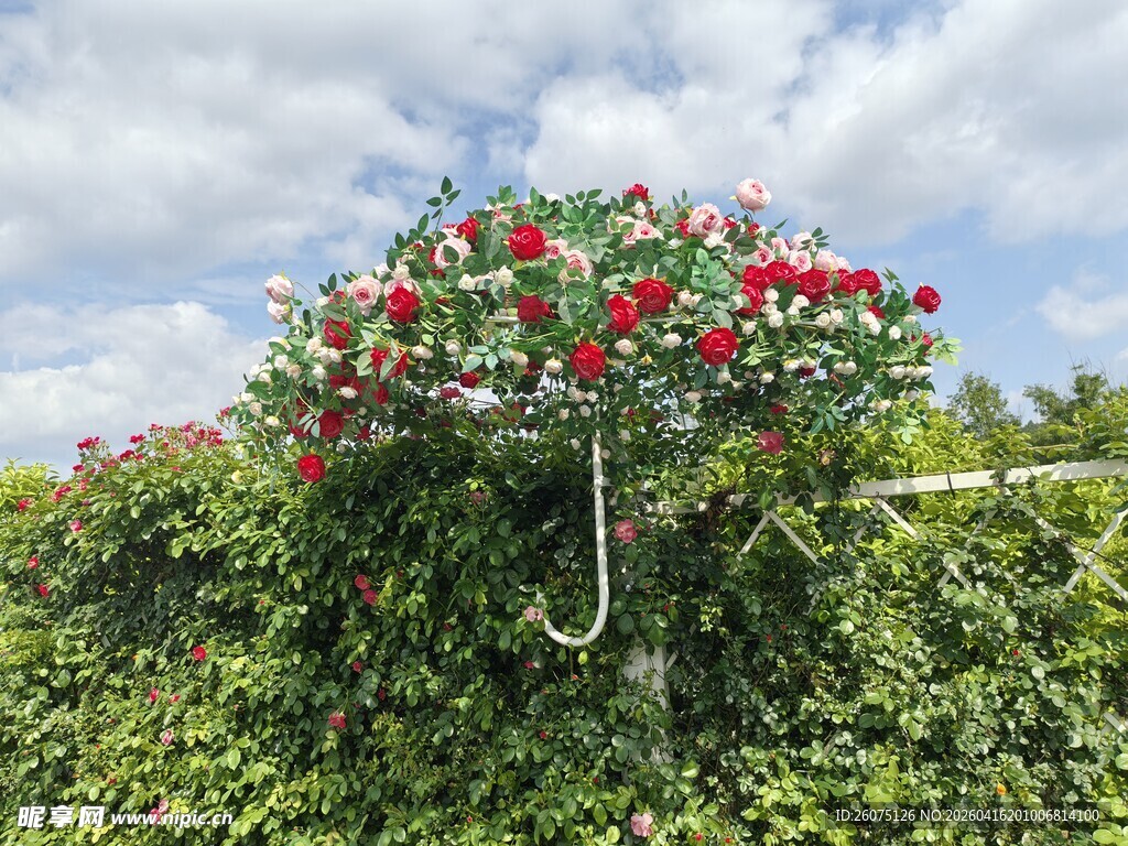 繁花满枝的绿植景观
