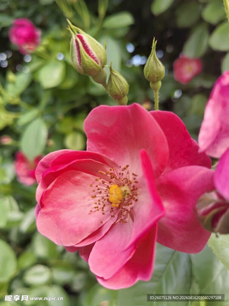 娇艳粉色蔷薇花绽放