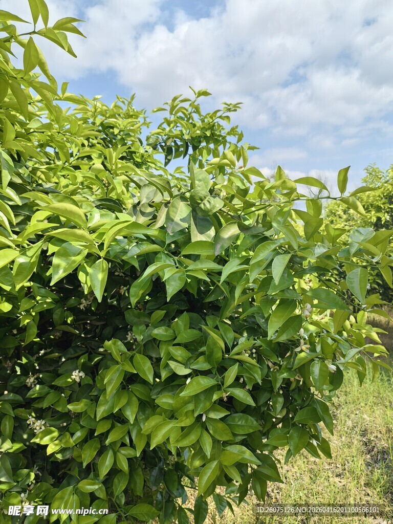 绿叶繁茂的户外植物景观