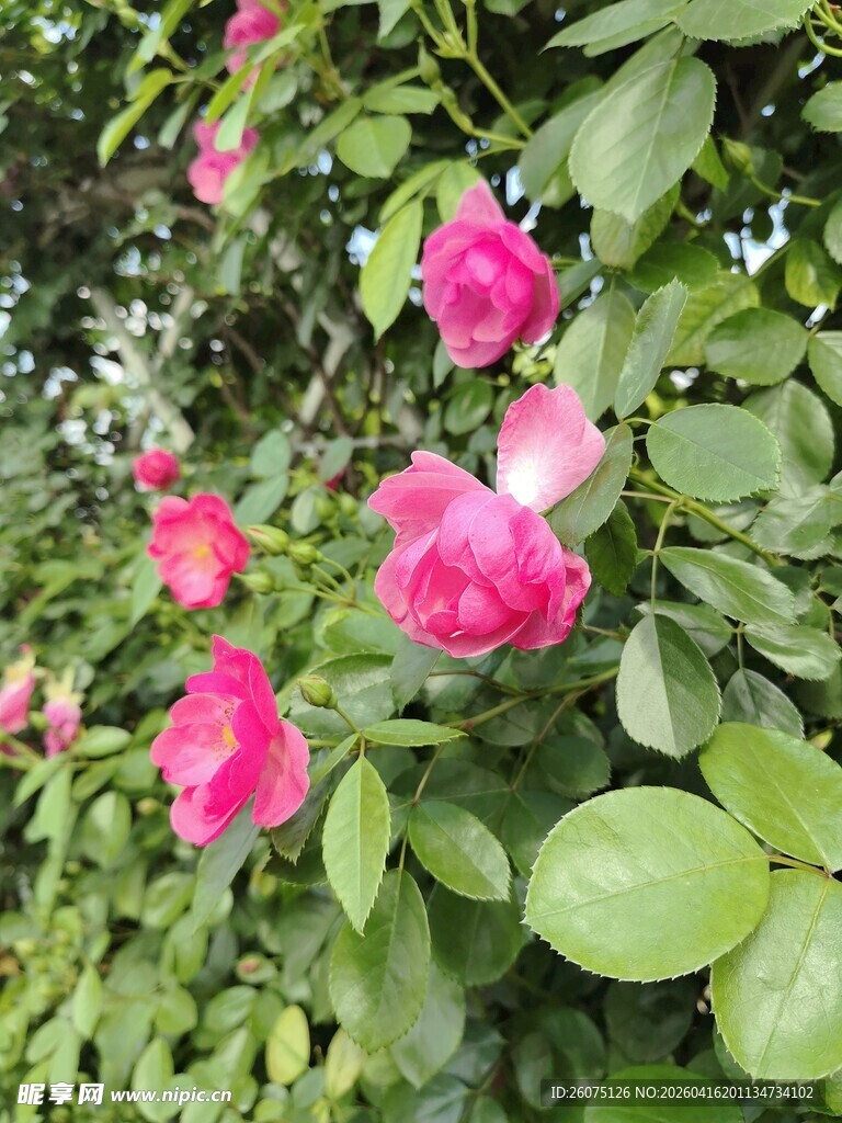 娇艳蔷薇绽放绿叶间