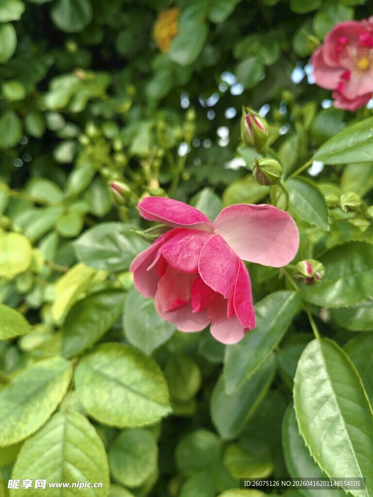 娇艳粉色花朵与绿叶相伴