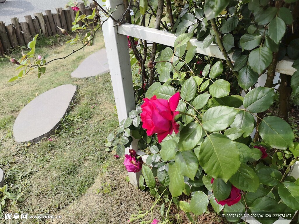 花园小径旁的娇艳红玫瑰