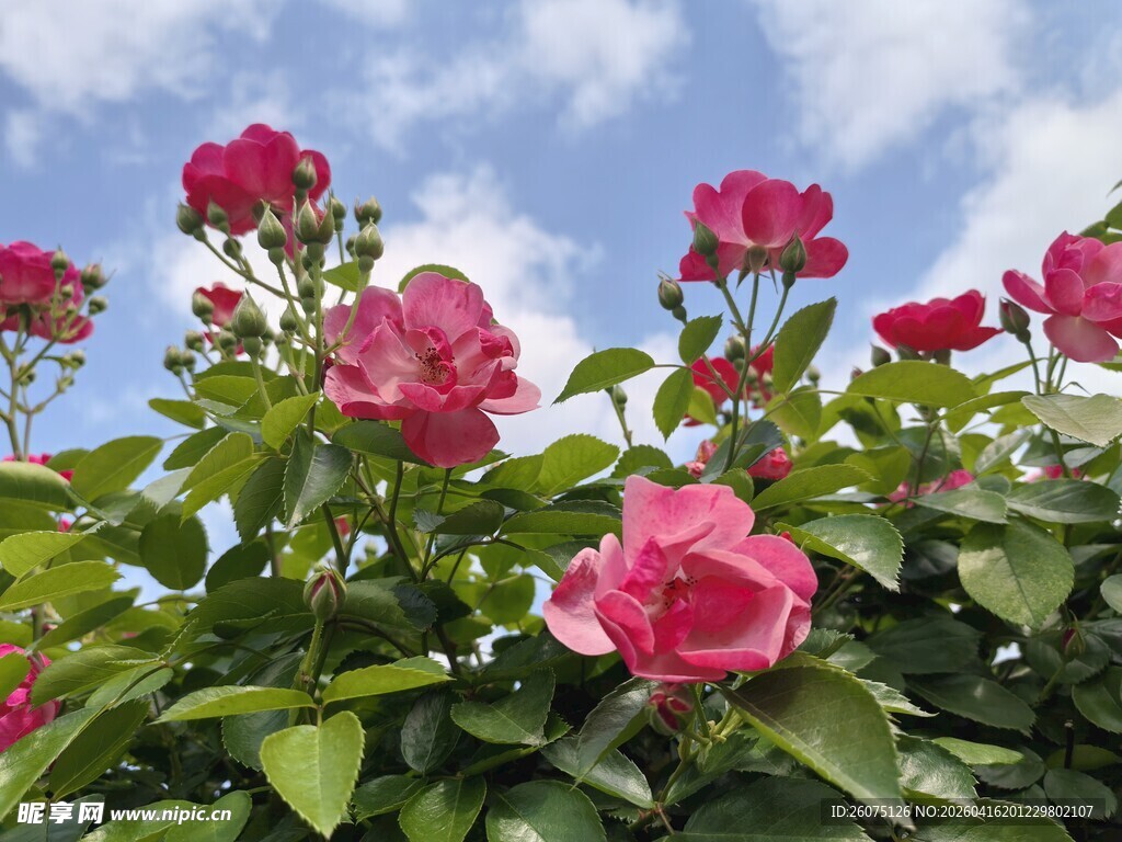 蓝天映衬下的娇艳月季花