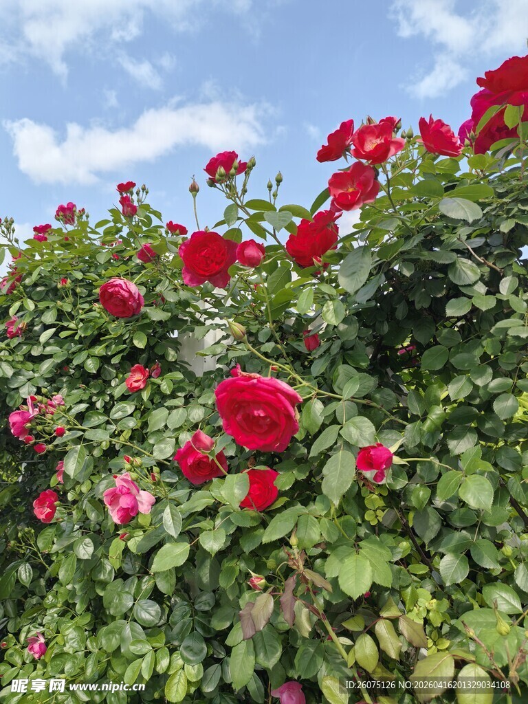 盛开的红色月季花