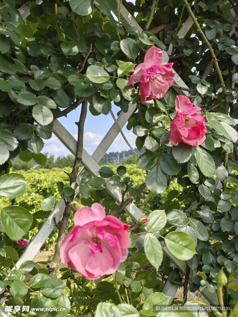 蔷薇花绽放于绿叶间