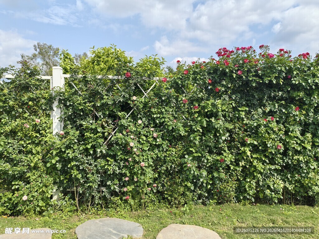 绿意盎然的植物围墙景观