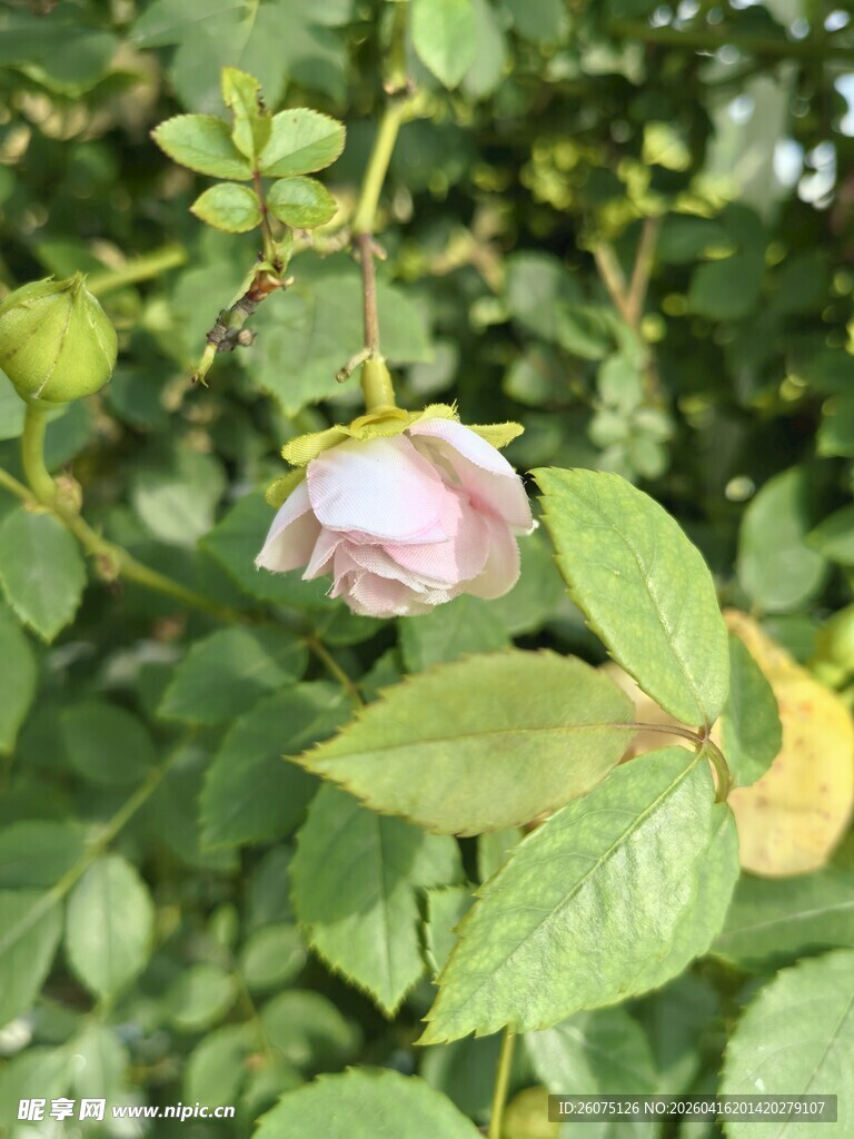 粉色蔷薇花绽放于绿叶间